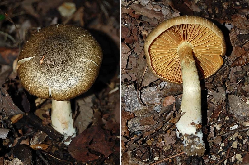 f:id:hiro1216:20181212002010j:image