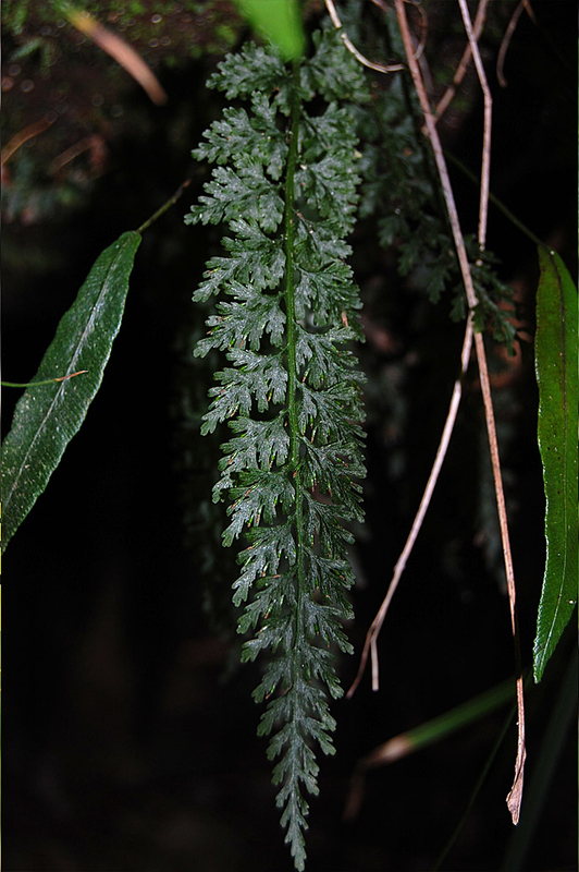 超希少種 ソテツホラゴケ  シダ植物  ホラゴケ  パルダリウム 超希少種 ソテツホラゴケ シダ植物 ホラゴケ パルダリウム 【公式通販】