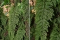 20181227204635