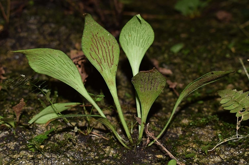 再度、!!タキミシダ!! - ひろちょんの気まま植物紹介
