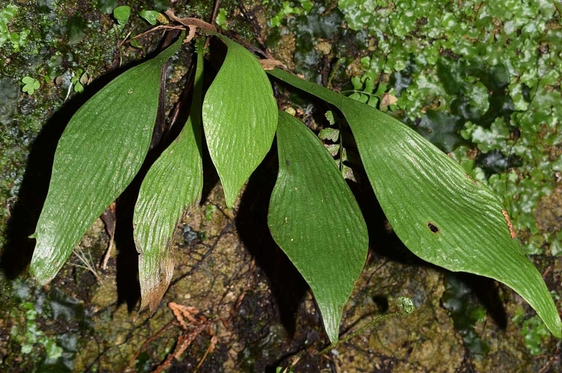 再度、!!タキミシダ!! - ひろちょんの気まま植物紹介