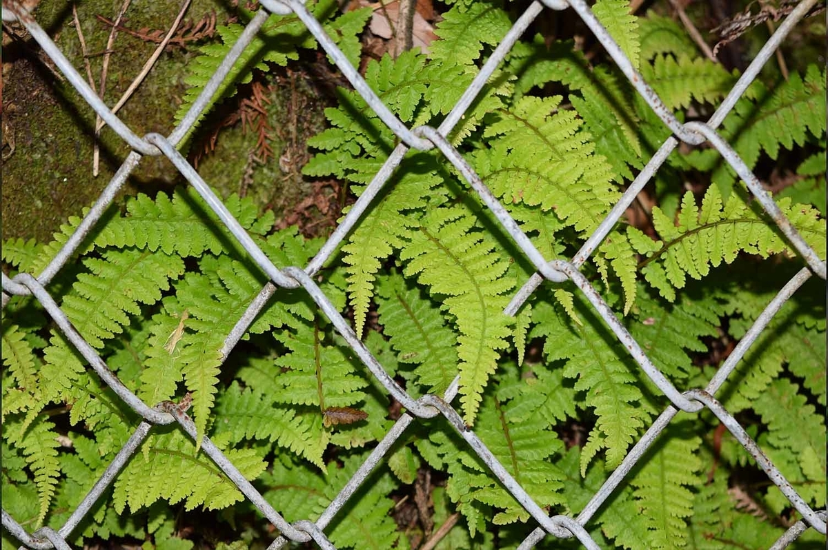 f:id:hiro1216:20190604201931j:plain