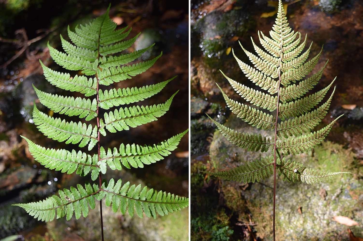 f:id:hiro1216:20190604213319j:plain