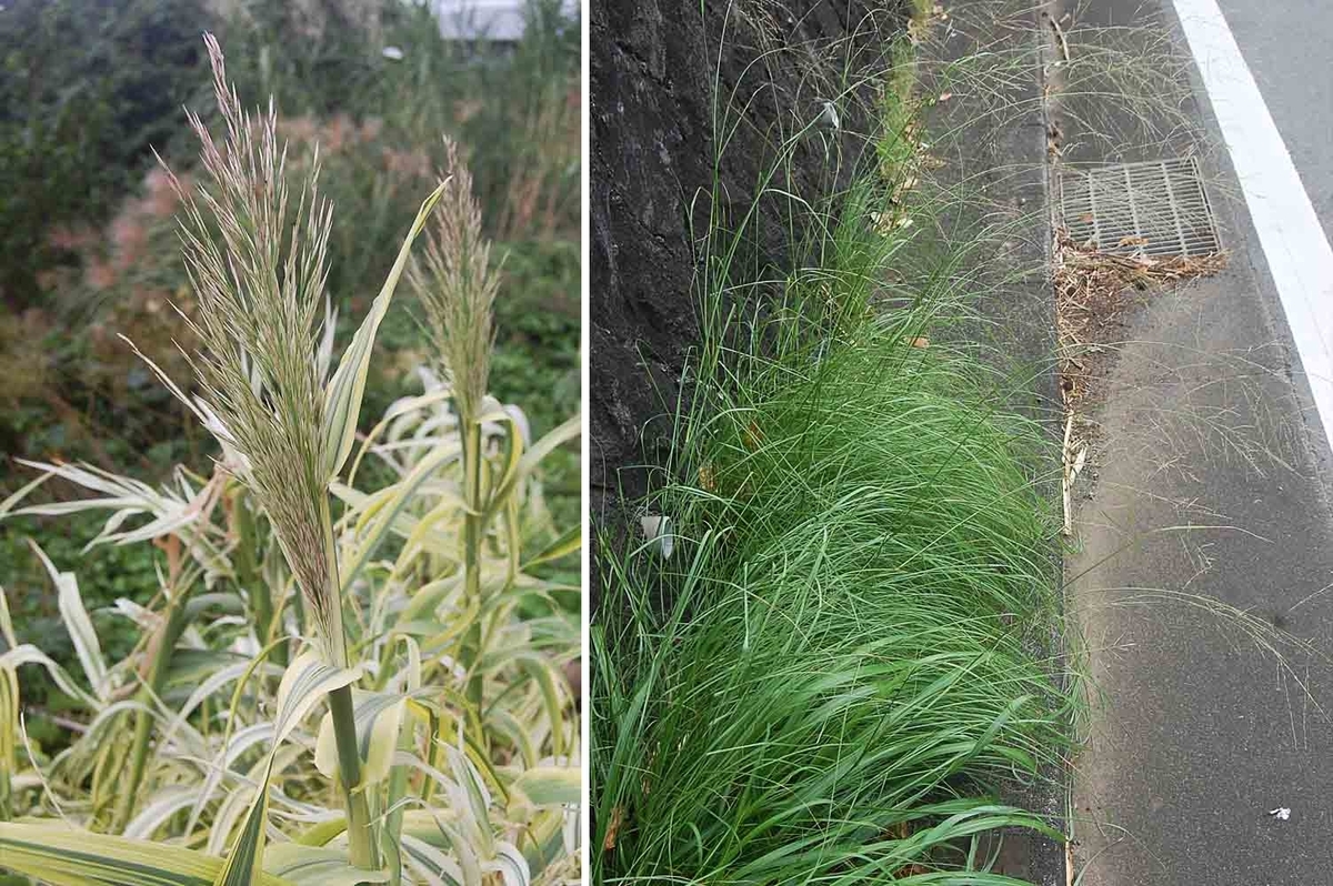 ひろちょんの気まま植物紹介