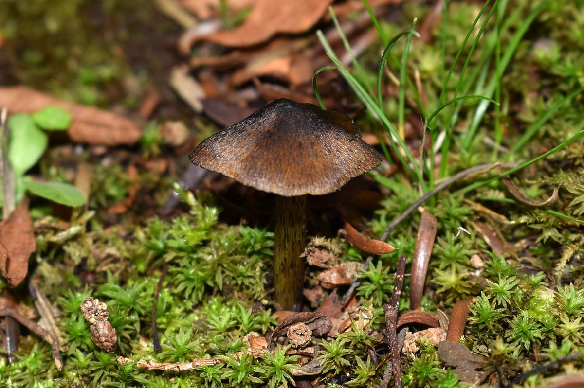 f:id:hiro1216:20190721230740j:plain