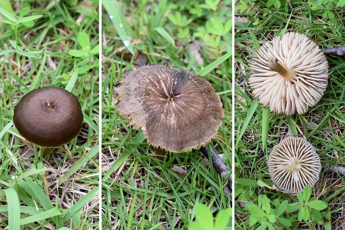 f:id:hiro1216:20190723215947j:plain