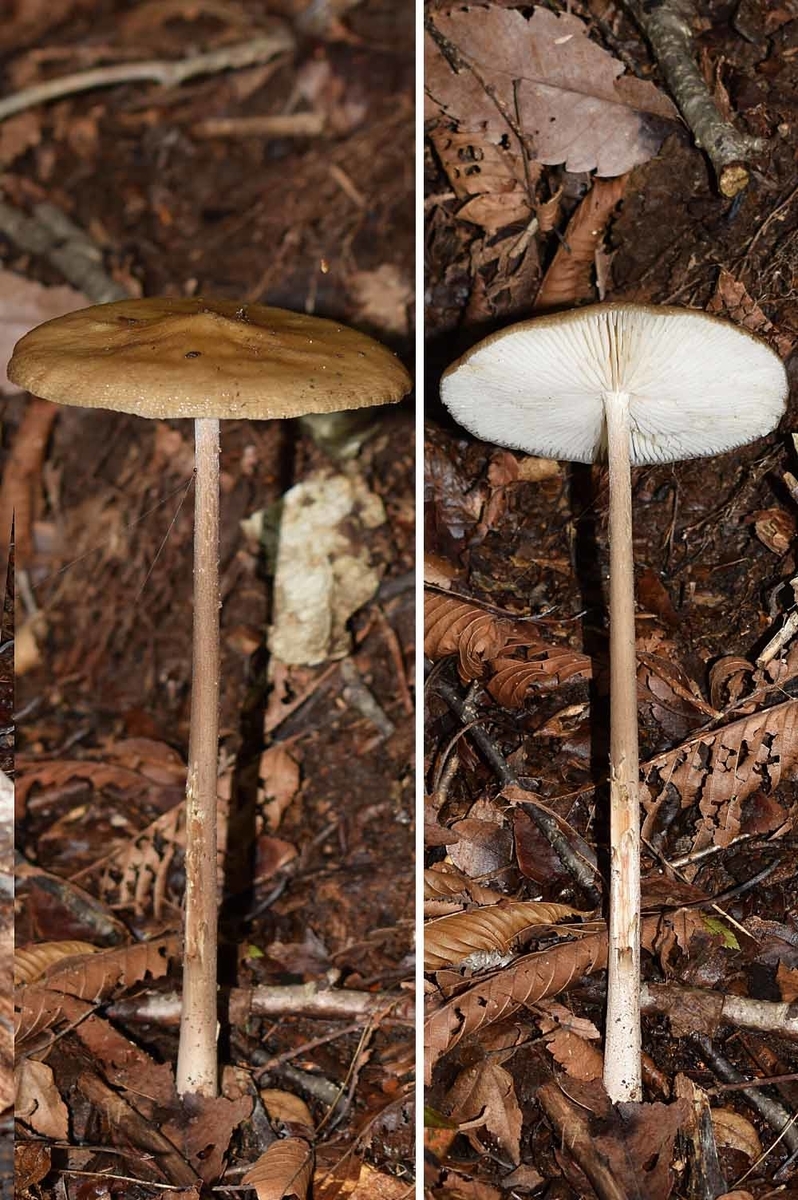 f:id:hiro1216:20190831092204j:plain