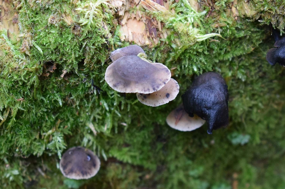 f:id:hiro1216:20190902201910j:plain