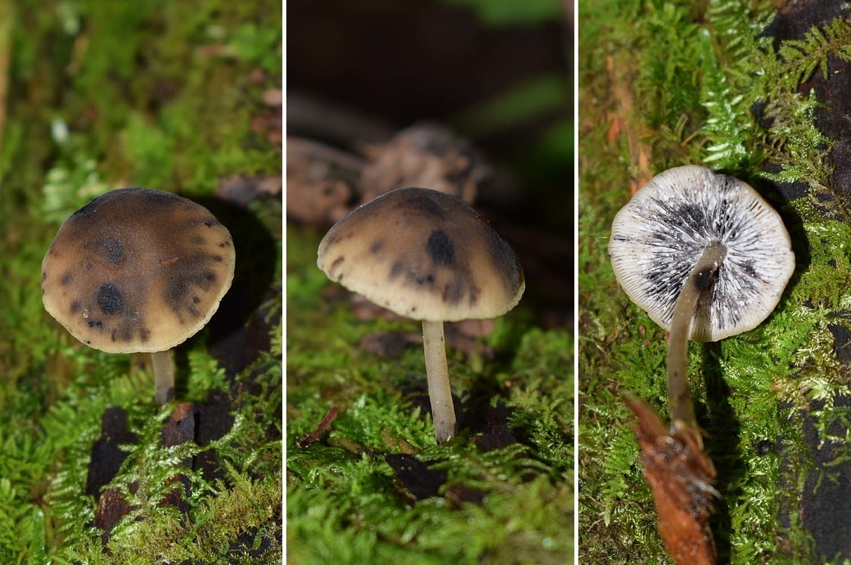 f:id:hiro1216:20190902201930j:plain