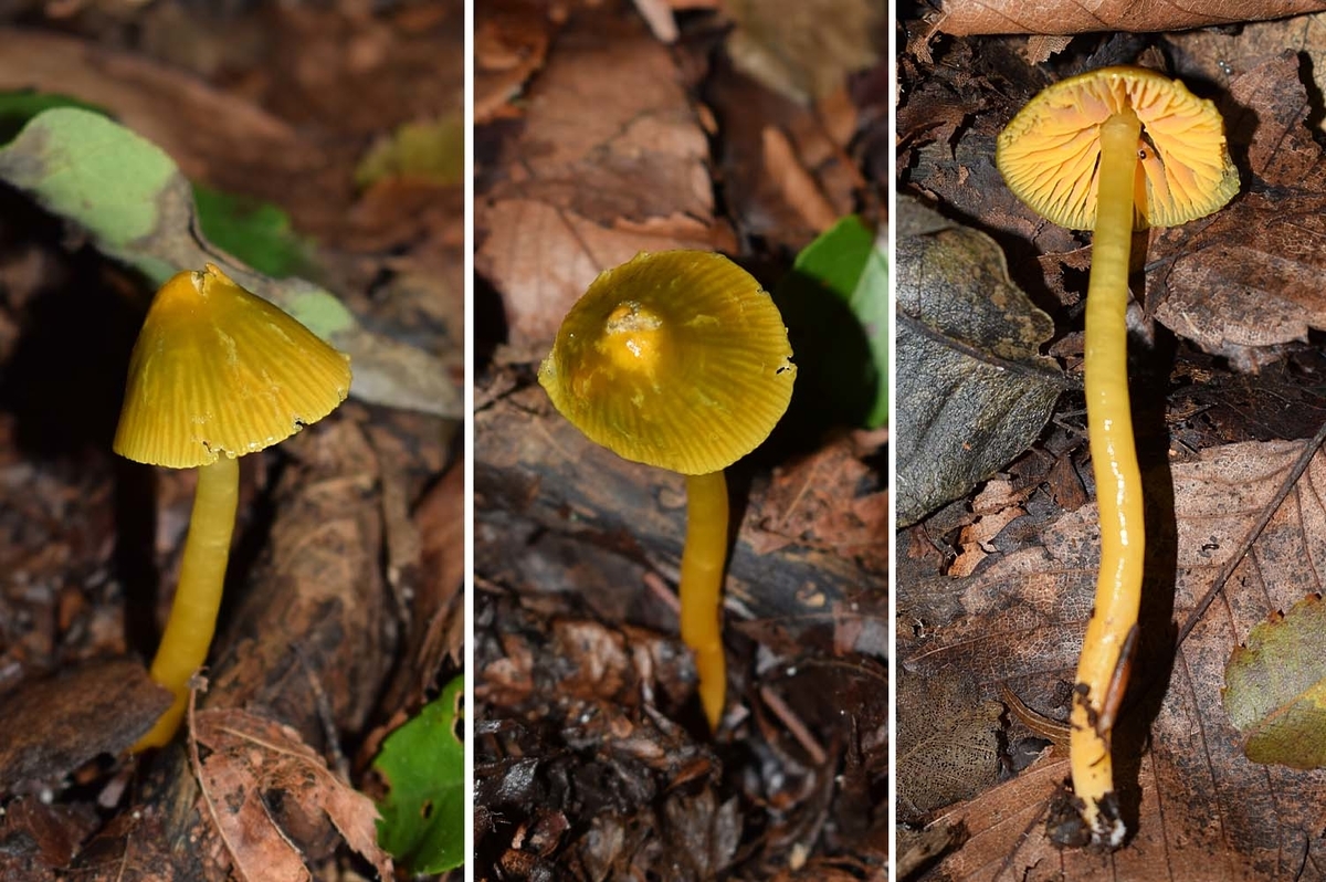 f:id:hiro1216:20190924162806j:plain