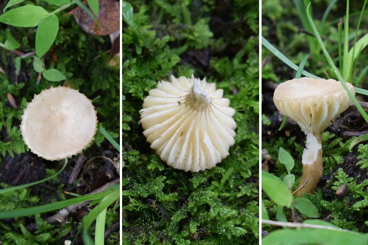 f:id:hiro1216:20190925044641j:plain