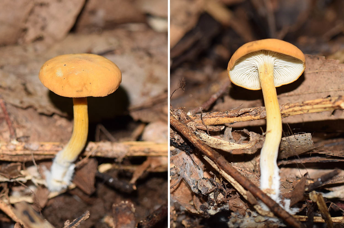 f:id:hiro1216:20190930135933j:plain