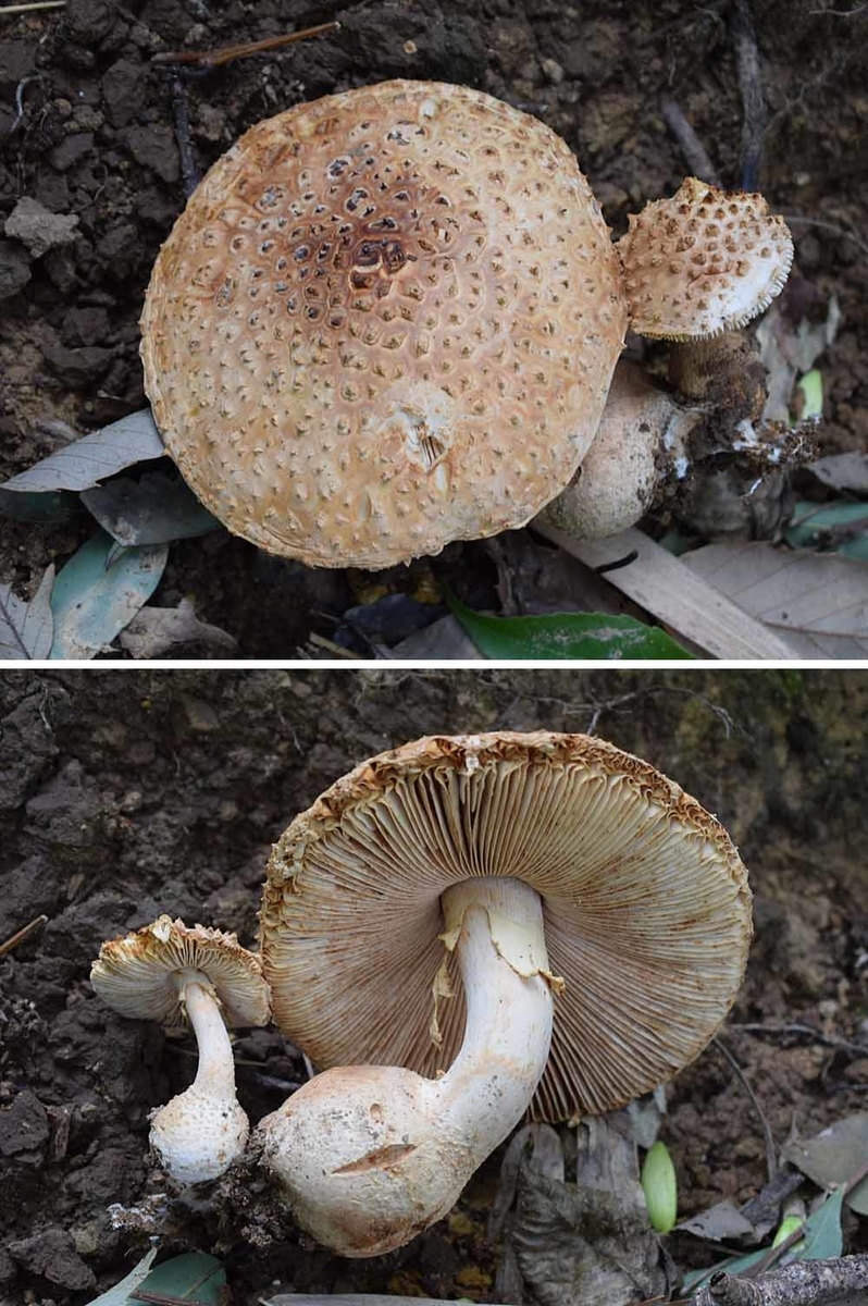 未紹介のキノコ2 - ひろちょんの気まま植物紹介