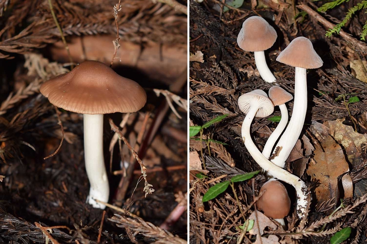 f:id:hiro1216:20191110152134j:plain