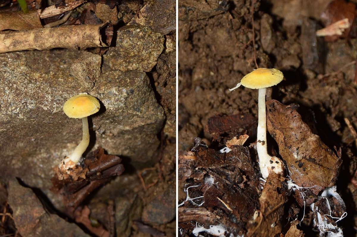 f:id:hiro1216:20200630161243j:plain