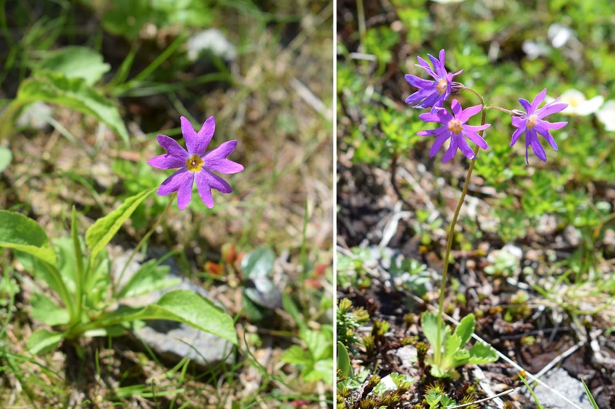 北海道 大雪の花 ひろちょんの気まま植物紹介
