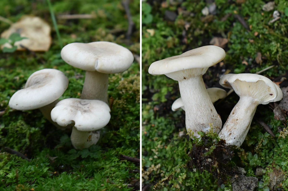 f:id:hiro1216:20201015153442j:plain