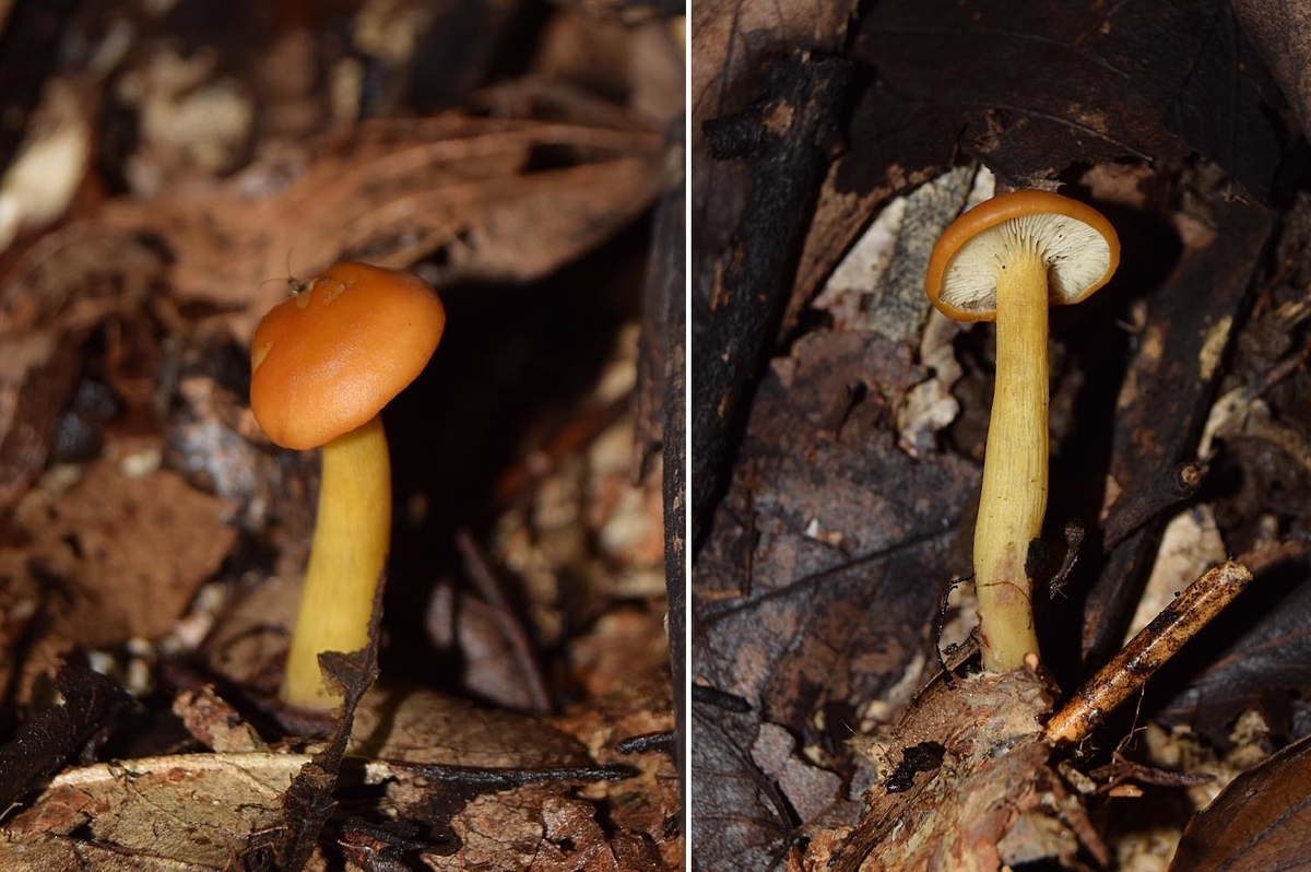 f:id:hiro1216:20201105172804j:plain