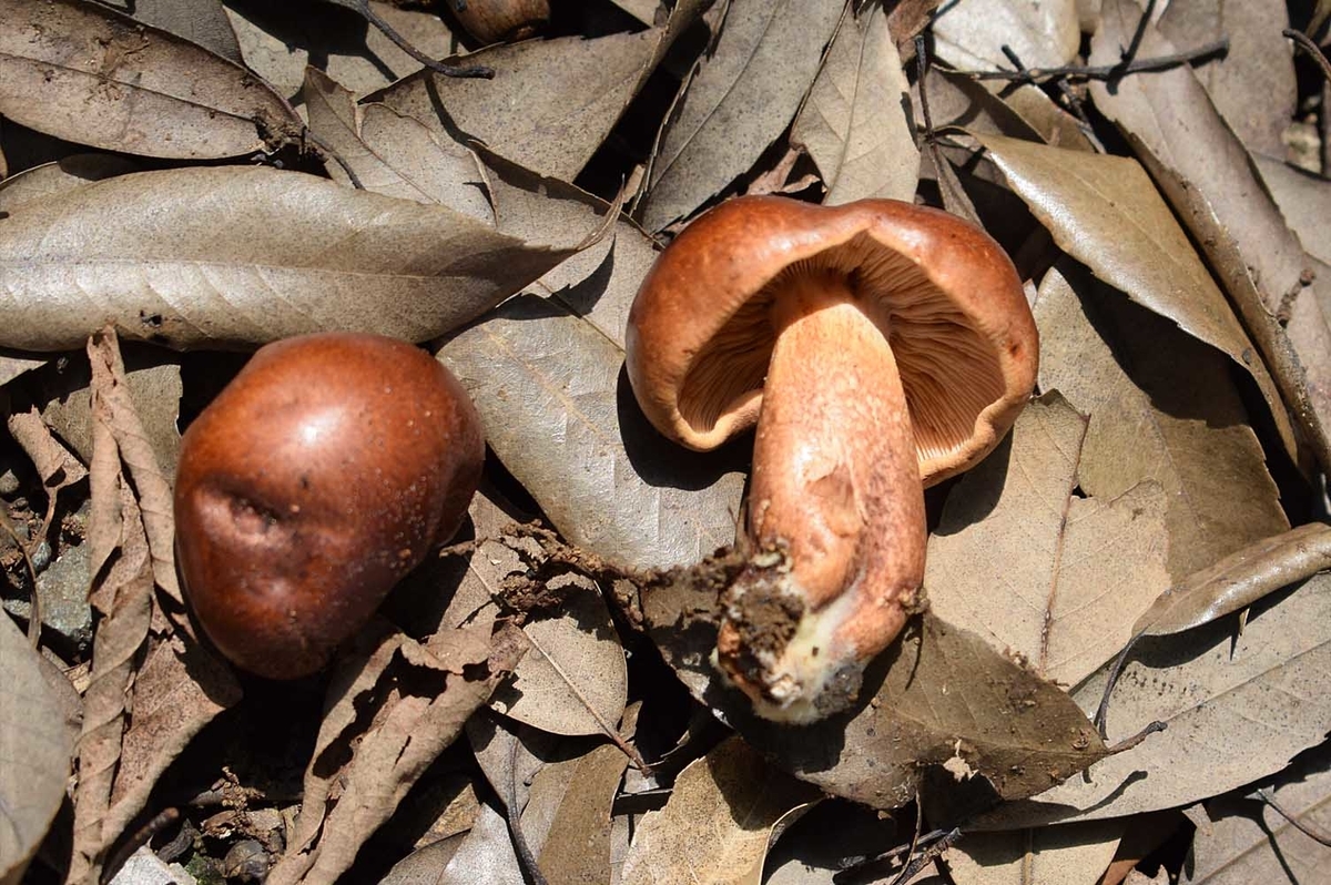 f:id:hiro1216:20201106112729j:plain