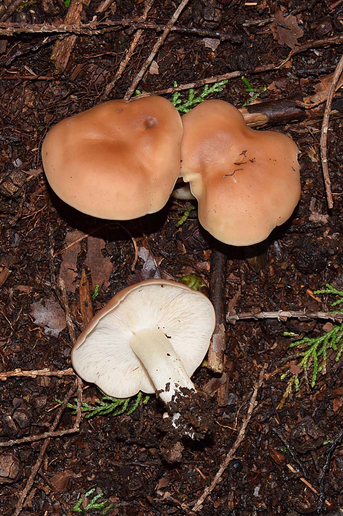 f:id:hiro1216:20201110152010j:plain:w360