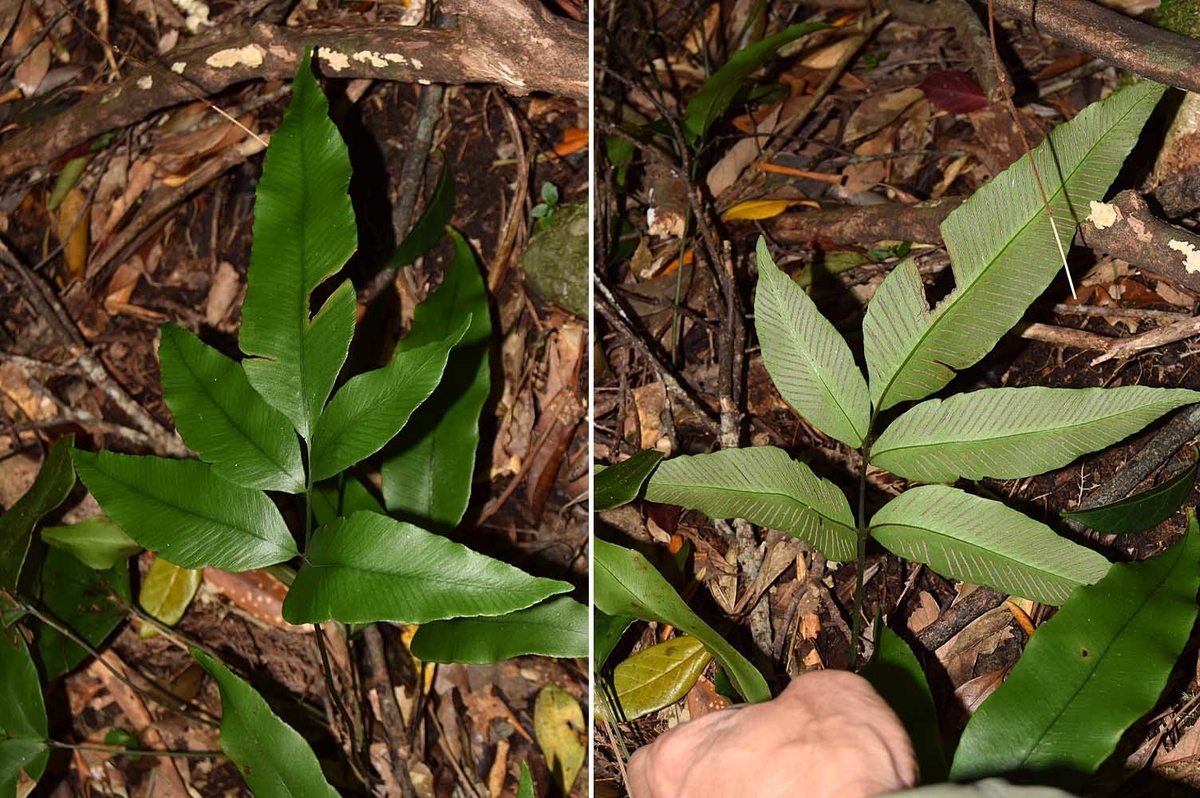 f:id:hiro1216:20210405211204j:plain