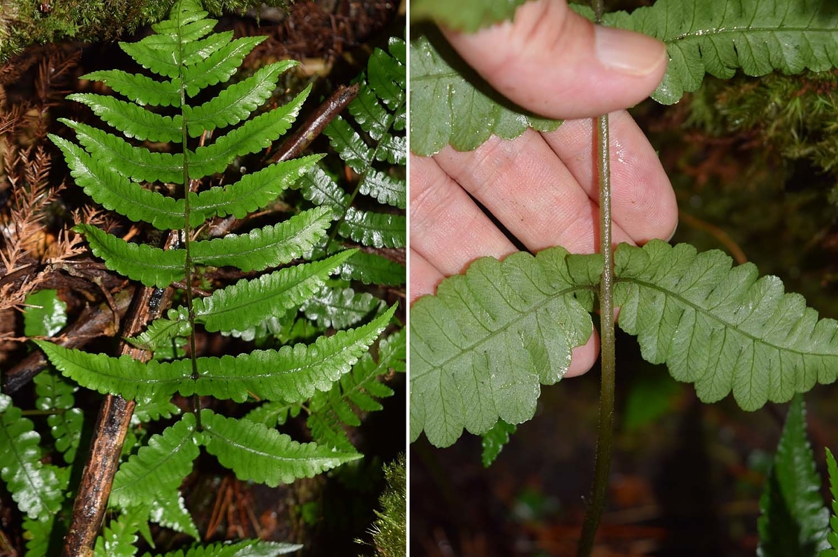 f:id:hiro1216:20210409220744j:plain