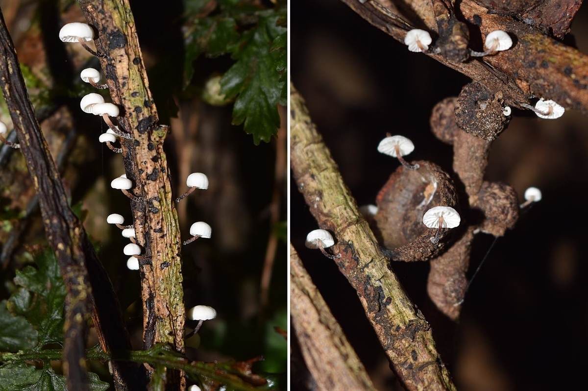 f:id:hiro1216:20210716103413j:plain