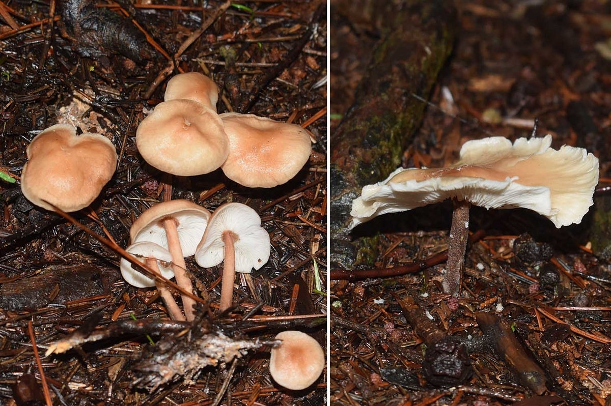 f:id:hiro1216:20210723081341j:plain