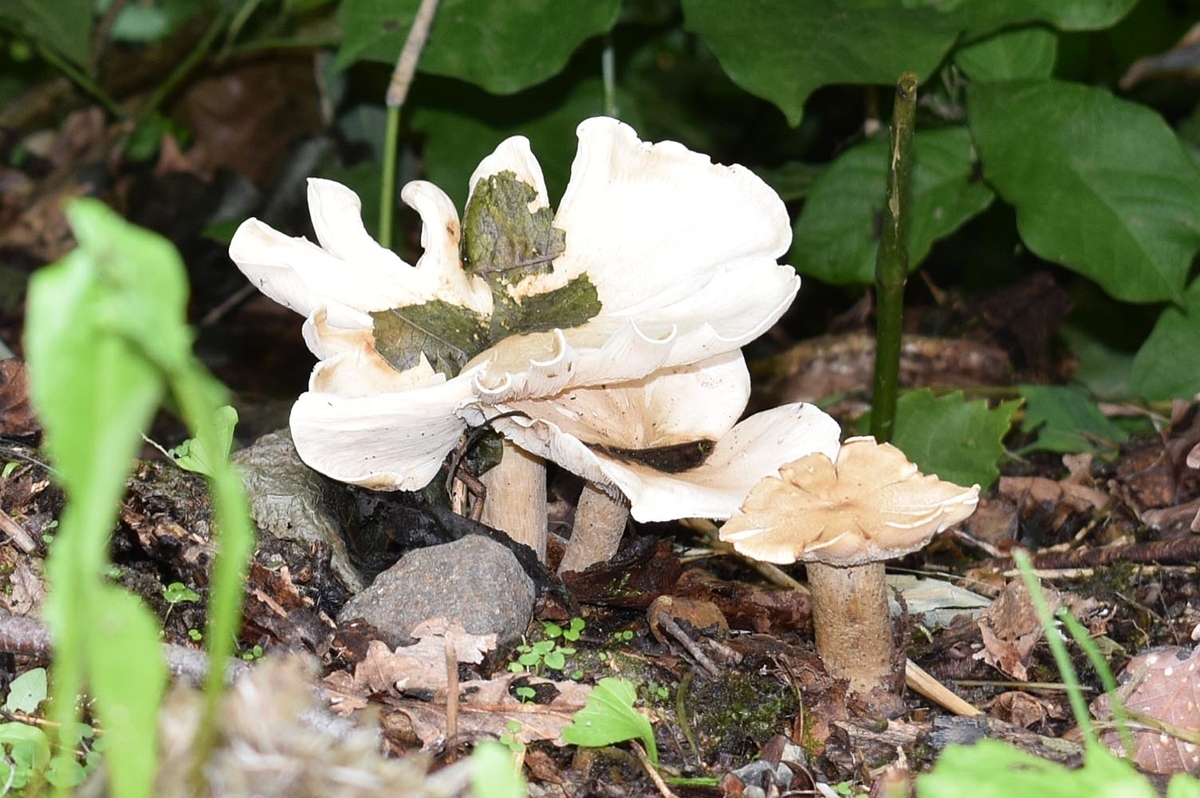 f:id:hiro1216:20210723232207j:plain