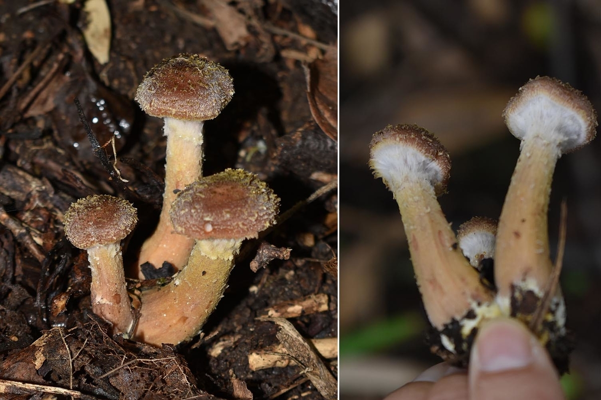 f:id:hiro1216:20210723235322j:plain