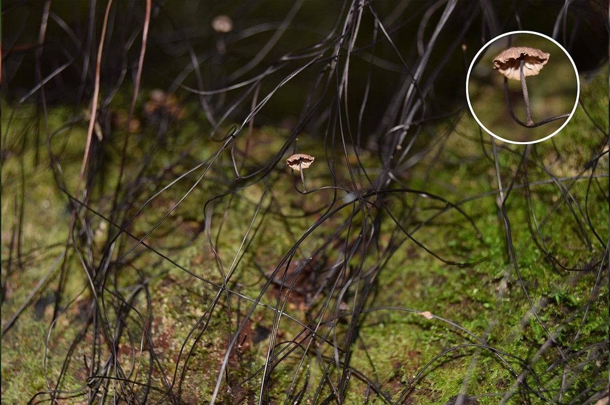 f:id:hiro1216:20210728181735j:plain