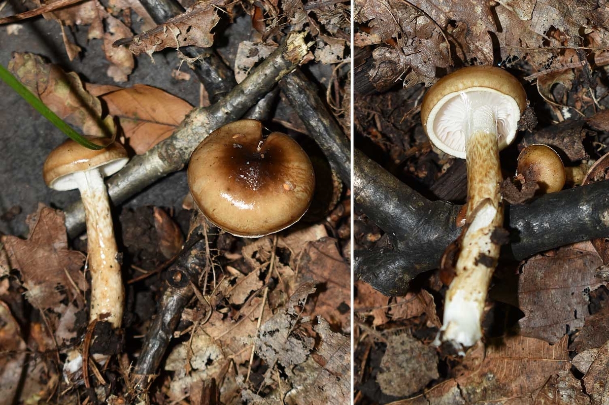 f:id:hiro1216:20210807213513j:plain