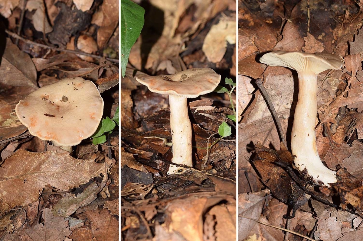 f:id:hiro1216:20210808102544j:plain