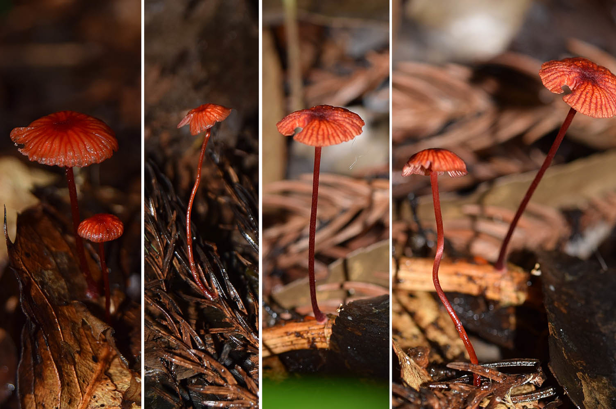 f:id:hiro1216:20210808203358j:plain