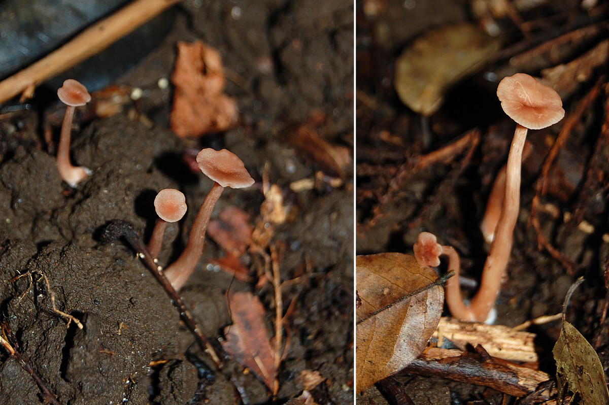 f:id:hiro1216:20210823201724j:plain