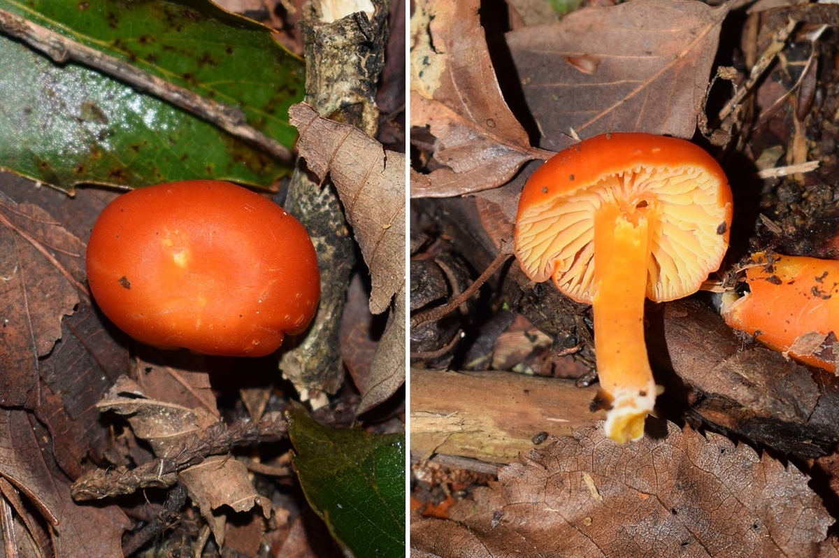 f:id:hiro1216:20210930074516j:plain