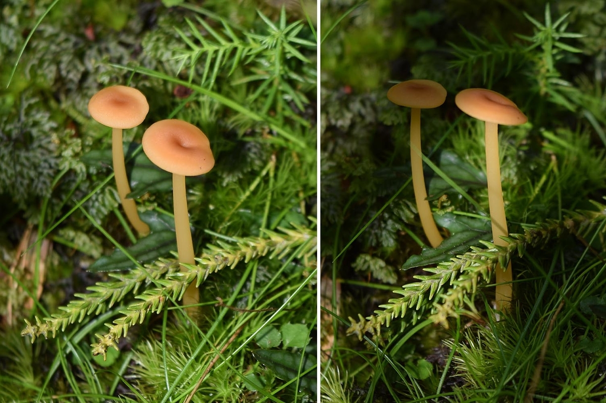 f:id:hiro1216:20210930175057j:plain