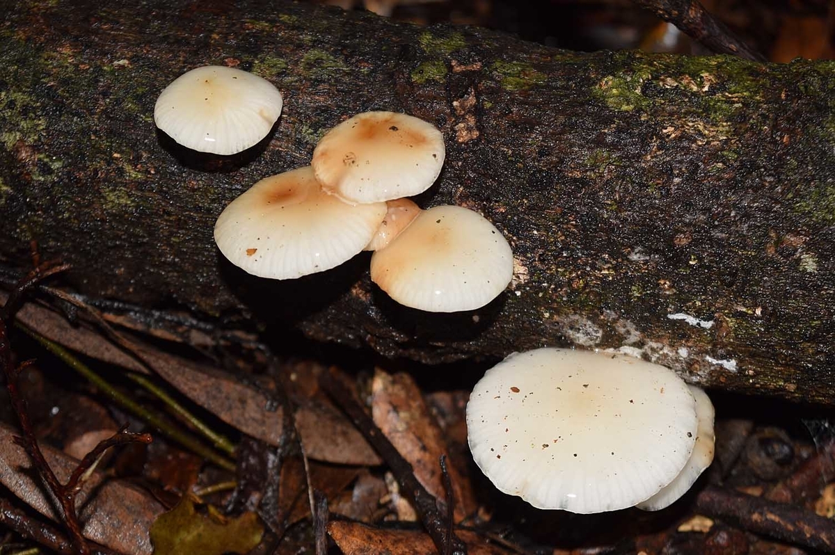 f:id:hiro1216:20210930181106j:plain