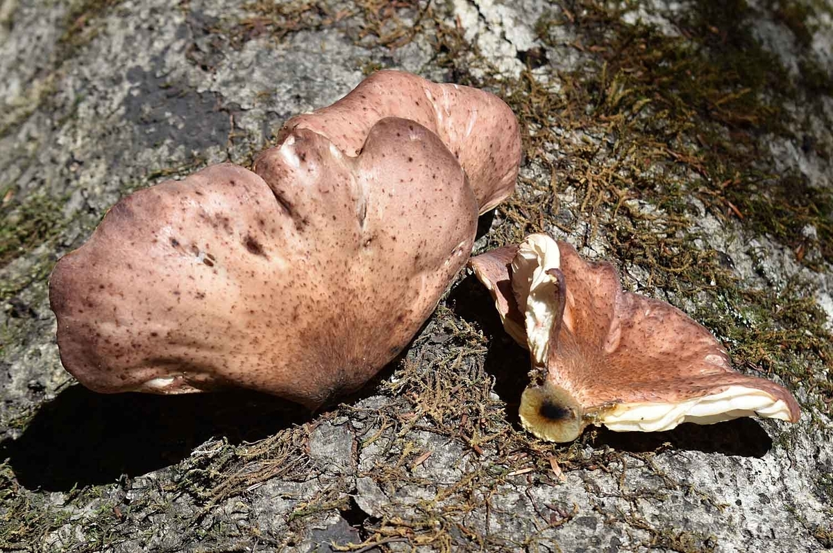 f:id:hiro1216:20211003081240j:plain