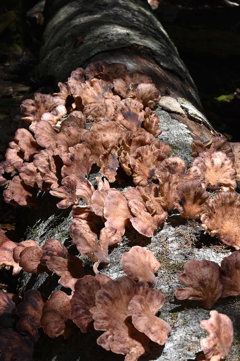 f:id:hiro1216:20211003081304j:plain