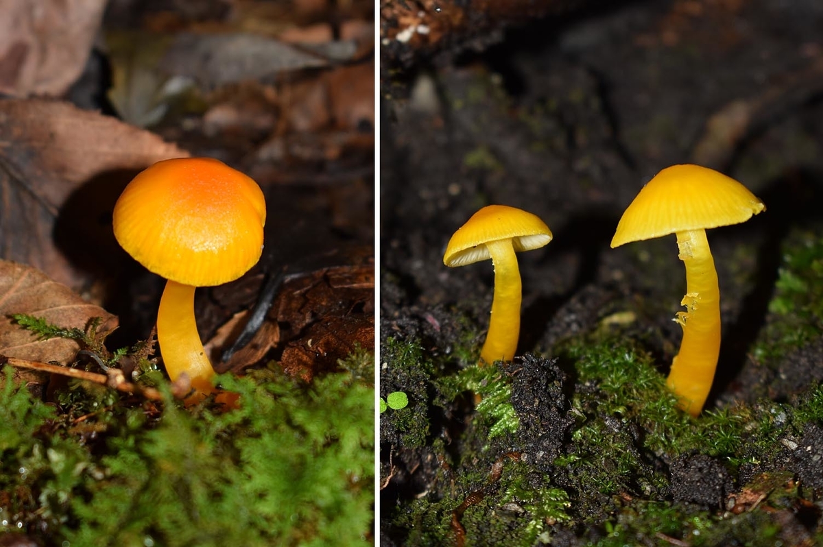 f:id:hiro1216:20211003083314j:plain