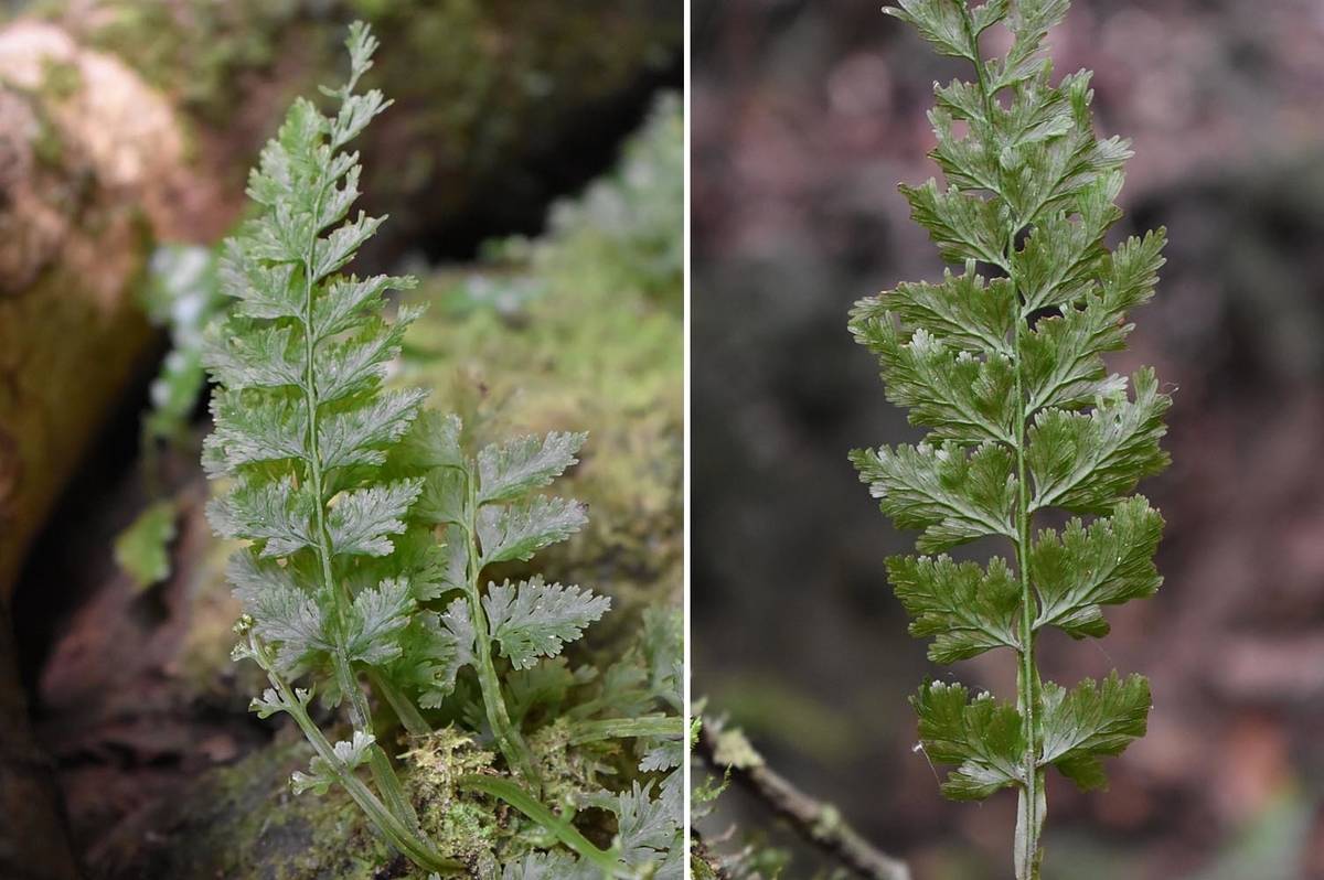 シダ植物 アマミシダ 奄美大島固有種 最大級株 新芽 激レア