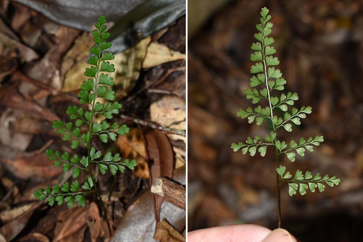 奄美大島のシダ - ひろちょんの気まま植物紹介