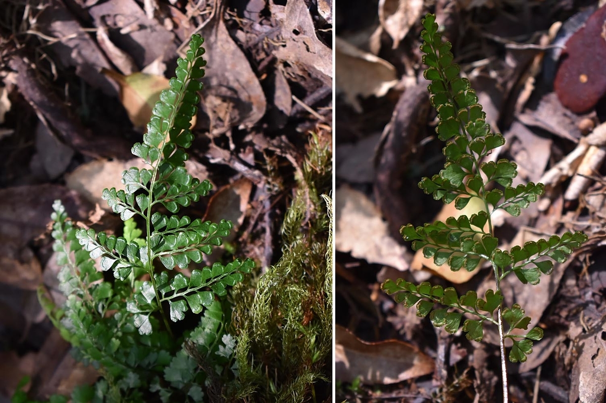 奄美大島のシダ - ひろちょんの気まま植物紹介