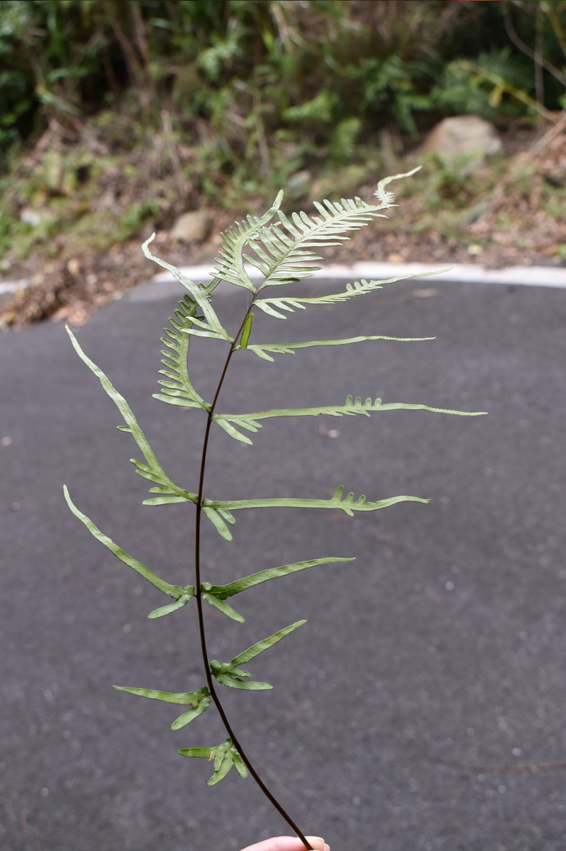 奄美大島のシダ - ひろちょんの気まま植物紹介