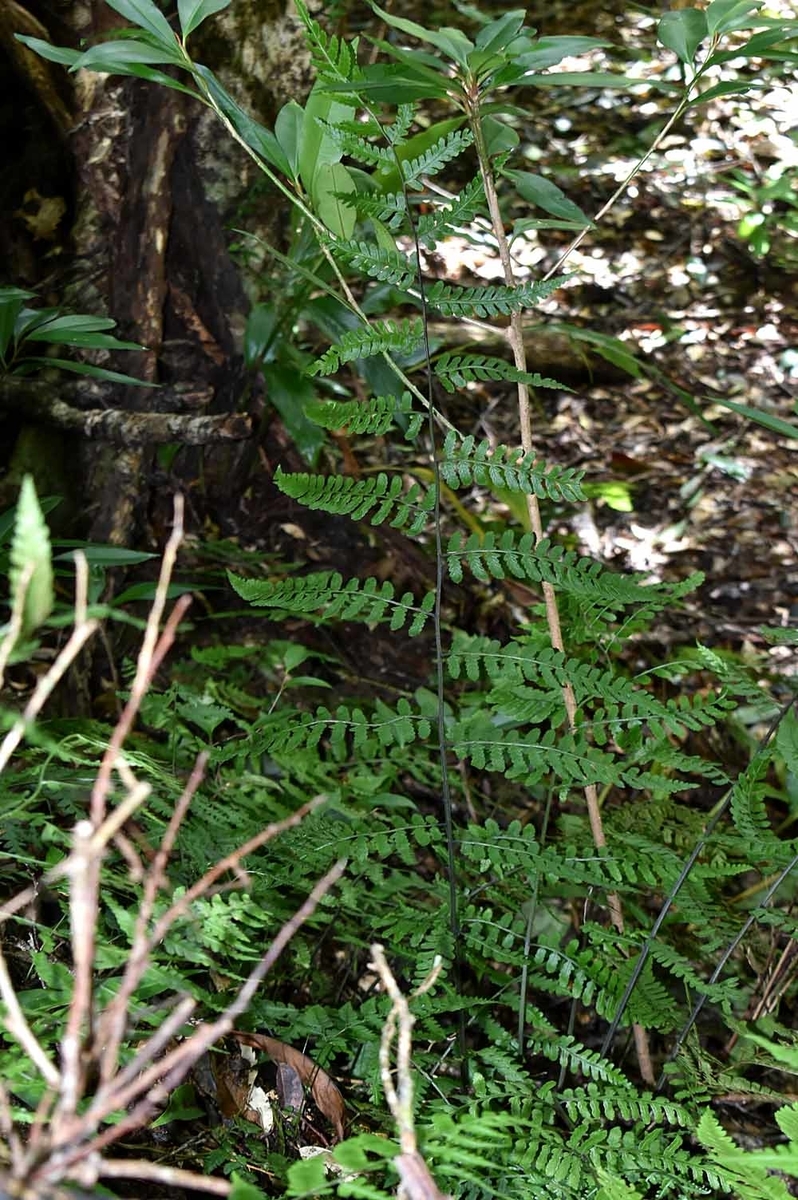 奄美大島のシダ - ひろちょんの気まま植物紹介