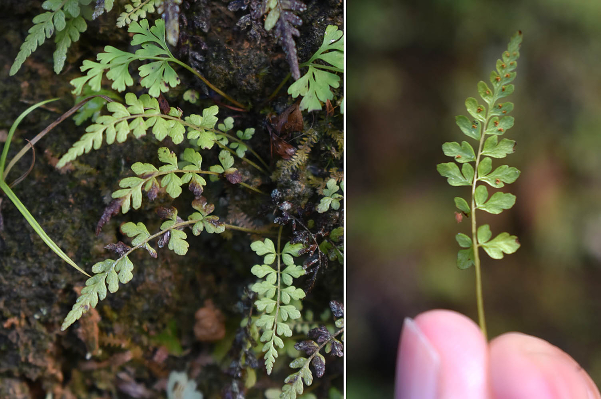 奄美大島のシダ - ひろちょんの気まま植物紹介
