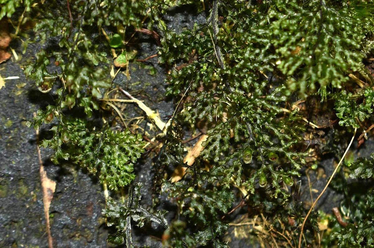 石垣島と西表島のシダ。 - ひろちょんの気まま植物紹介