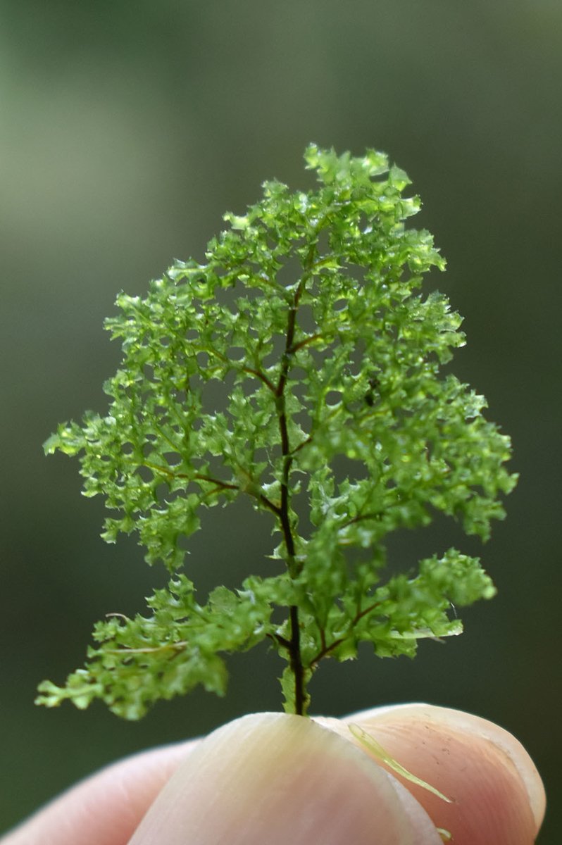 石垣島と西表島のシダ。 - ひろちょんの気まま植物紹介