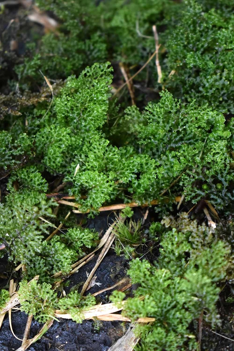 石垣島と西表島のシダ。 - ひろちょんの気まま植物紹介